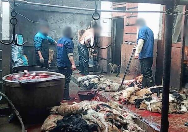 Enquête en caméra cachée : des chiens tabassés et tués dans l’industrie du cuir