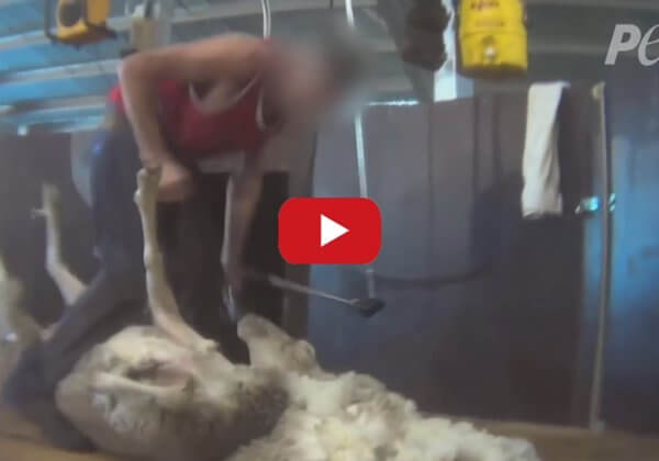 Révélation internationale de PETA : des moutons tués, frappés, piétinés et entaillés pour de la laine