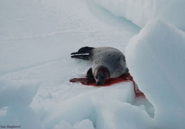Demandez au Canada de mettre fin au honteux massacre des phoques