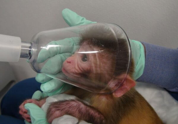 Faites pression sur le gouvernement néerlandais pour qu’il mette fin à l’utilisation de primates non humains dans les expériences sur les animaux