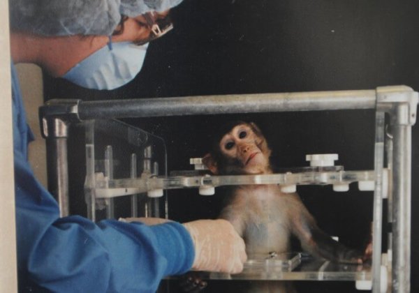 Huit raisons pour lesquelles les expériences sur les animaux doivent cesser