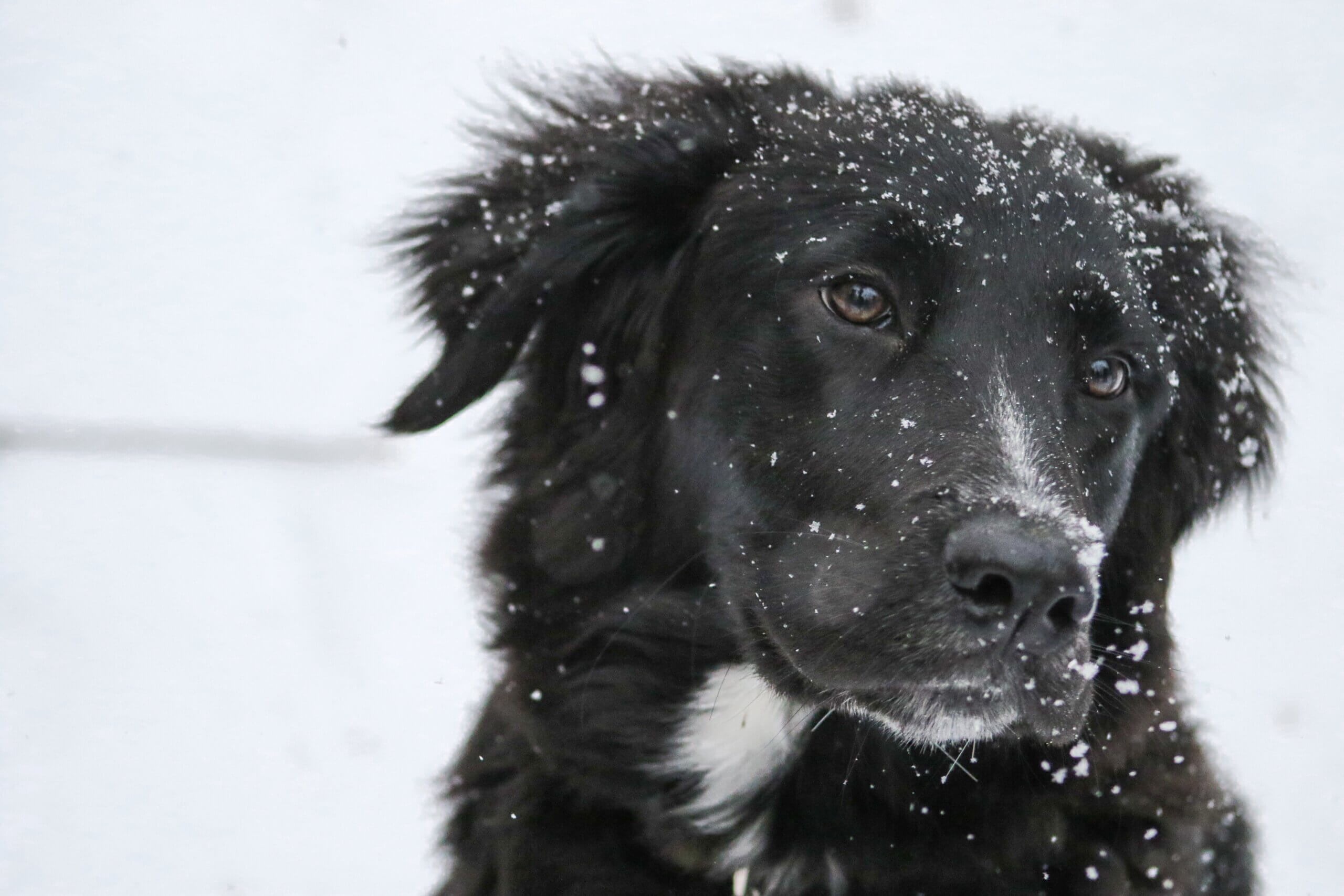 Pourquoi il ne faut pas offrir d&rsquo;animaux de compagnie à Noël