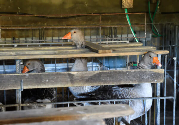 L&rsquo;industrie du foie gras s&rsquo;en prend à la campagne #EndTheCageAge