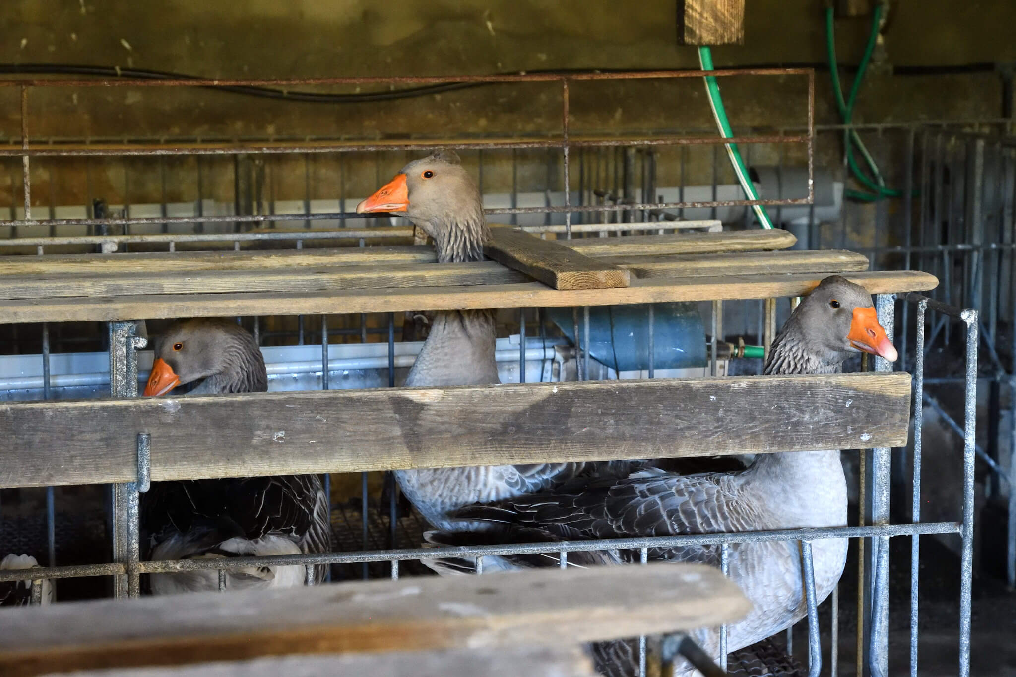 L&rsquo;industrie du foie gras s&rsquo;en prend à la campagne #EndTheCageAge