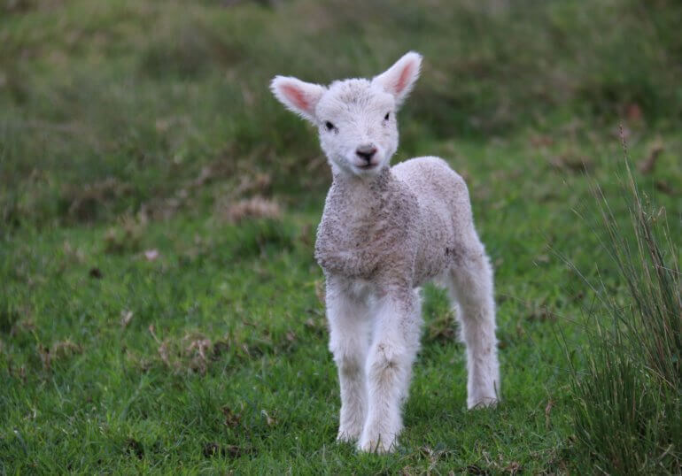 » France certification PETA - logo La Vegan - le « Actualités PETA-Approved et