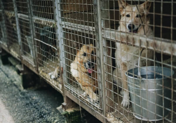 Les chiens souffrent en Roumanie–  voici comment vous pouvez les aider