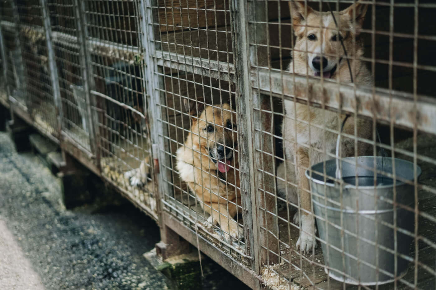 Les chiens souffrent en Roumanie–  voici comment vous pouvez les aider