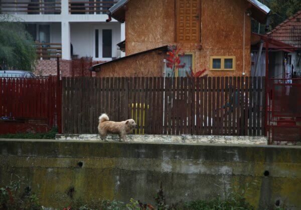 Agissez contre le massacre des chiens en Roumanie