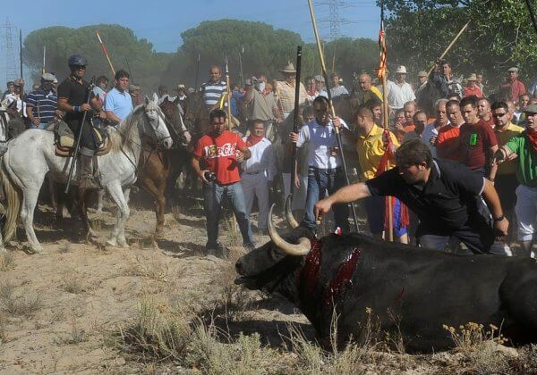 Victoire ! La cour suprême espagnole met fin à la torture des taureaux au « Toro de la Vega »