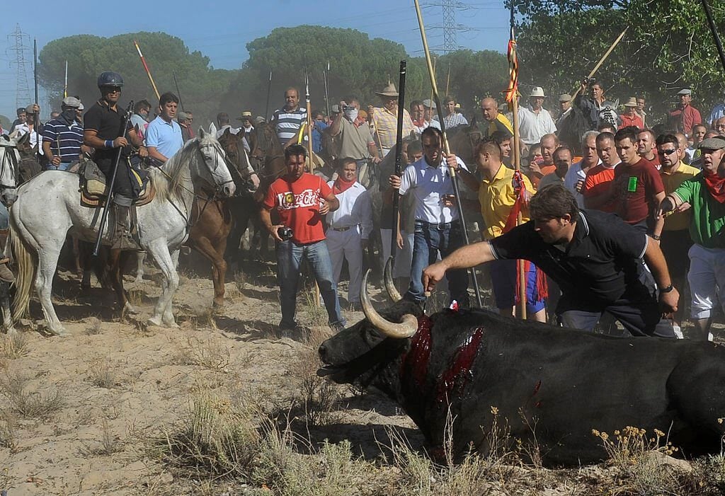 Victoire ! La cour suprême espagnole met fin à la torture des taureaux au « Toro de la Vega »