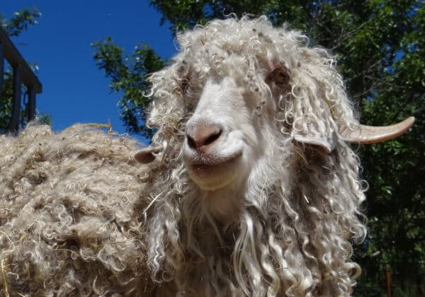 Excellente nouvelle ! Le groupe ETAM n&rsquo;utilisera plus de mohair