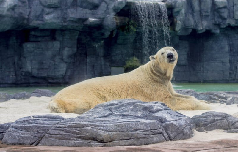 En captivité, l'enclos typique d'ours polaire est estimé à seulement un millionième de la taille de l'environnement naturel de son espèce.