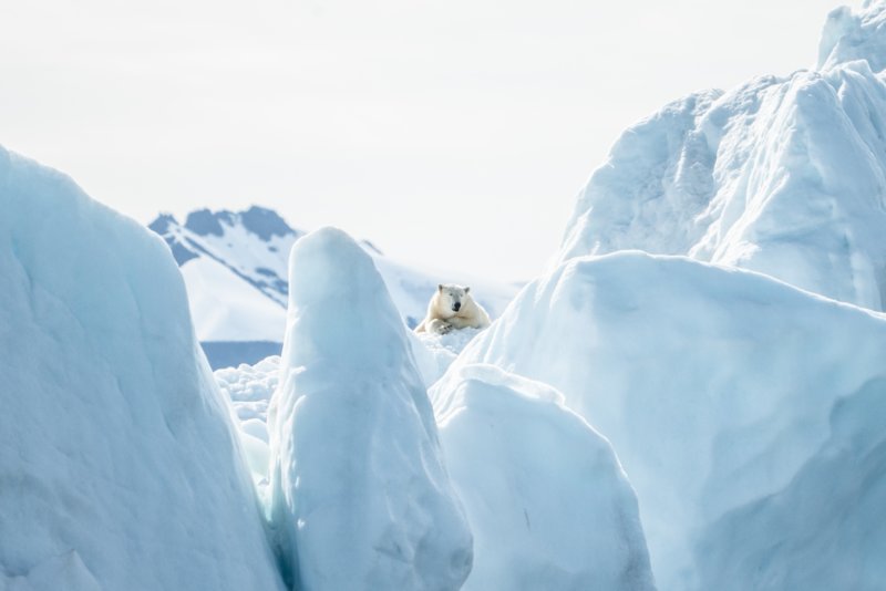 Dans la nature, les ours polaires passent la plupart de leur journée à voyager.