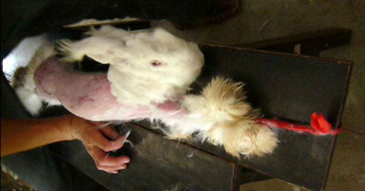 Voici pourquoi American Vintage devrait renoncer à l&rsquo;angora