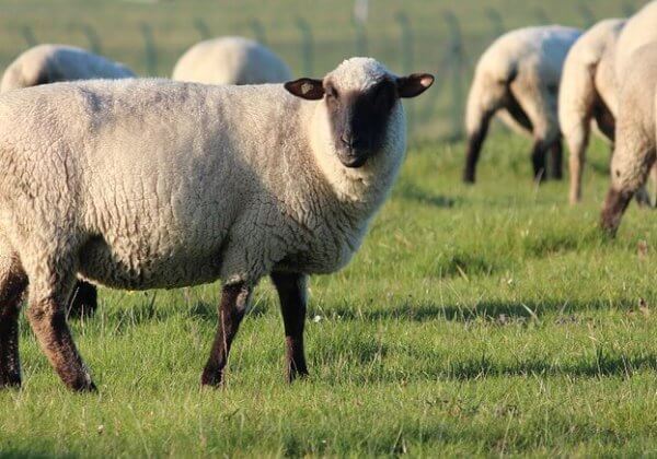 L’impact désastreux de la laine sur la planète