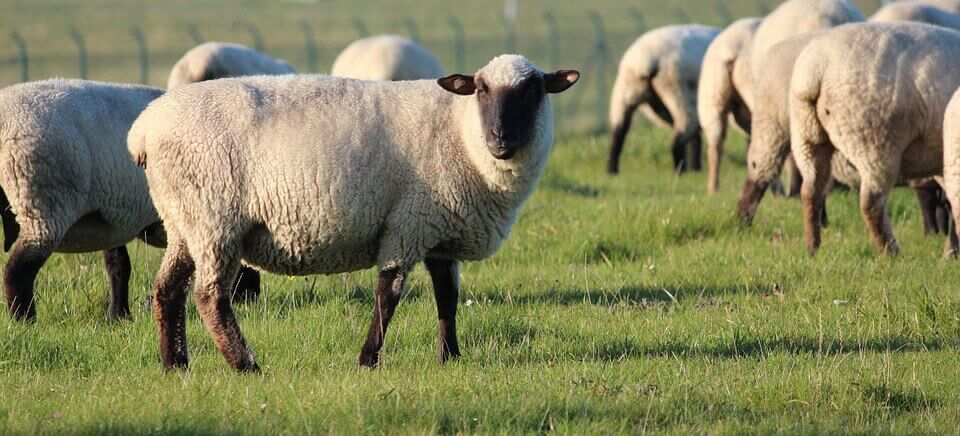 L’impact désastreux de la laine sur la planète