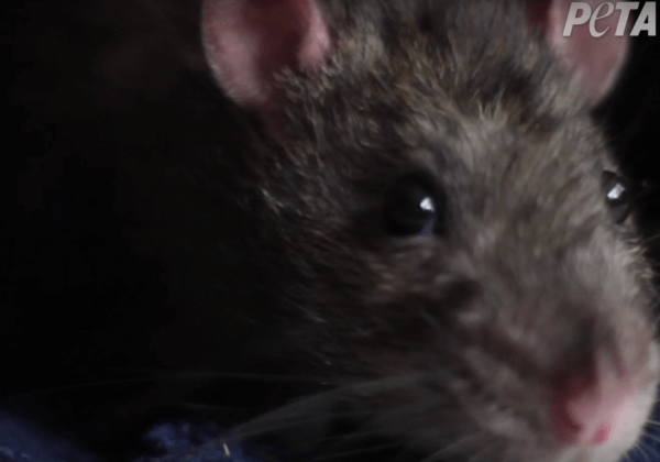 Six conseils pour sauver les animaux prisonniers de pièges à colle