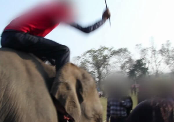 Cruauté sans frontières : des éléphants battus jusqu’au sang lors d’un festival népalais ; Renault rompt son partenariat