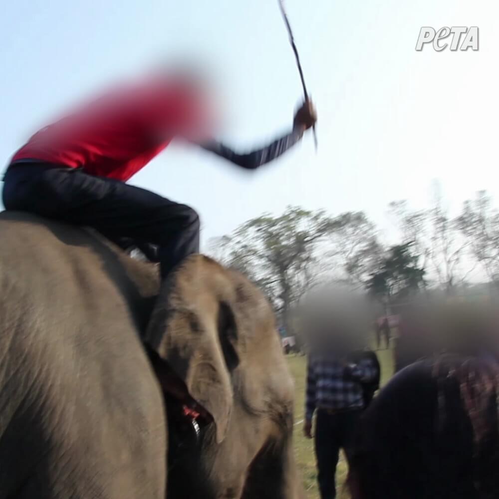 Cruauté sans frontières : des éléphants battus jusqu&rsquo;au sang lors d&rsquo;un festival népalais ; Renault rompt son partenariat