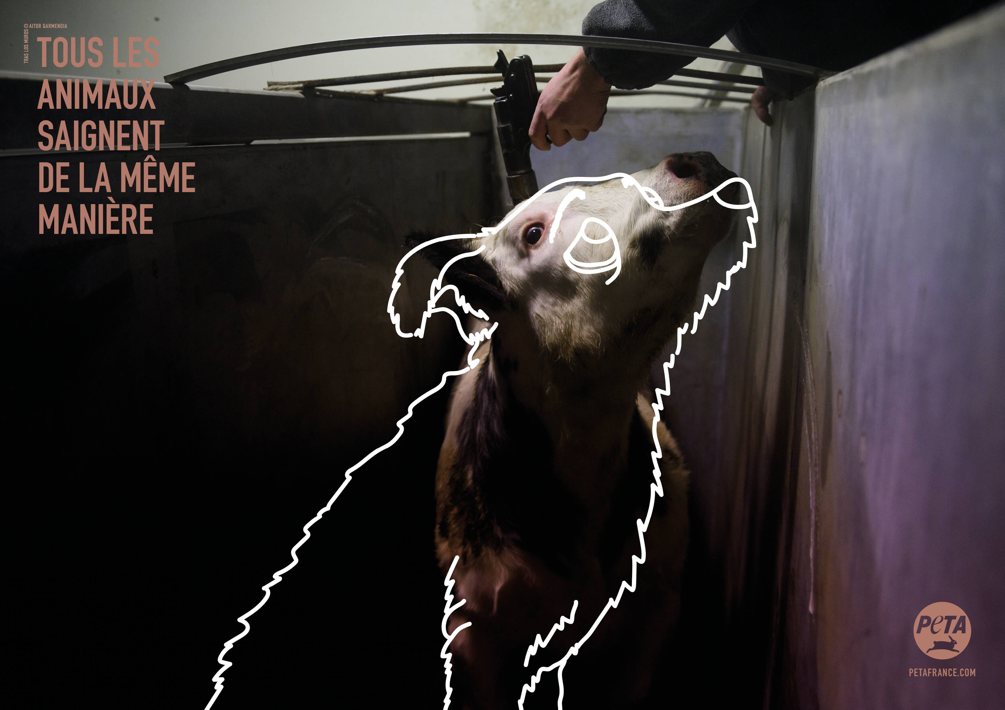 « Tous les animaux saignent de la même manière » : une nouvelle campagne remet le spécisme en question