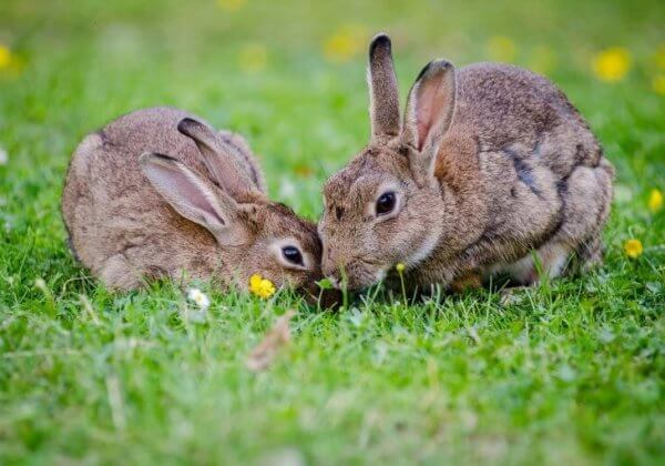 PETA répond à vos questions sur l’expérimentation animale pour les cosmétiques