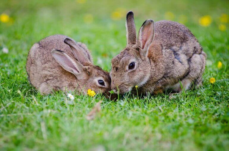 Les 11 plus belles victoires pour les animaux en 2019