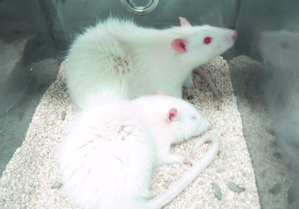 Dix ans après l’interdiction des tests pour les cosmétiques, les animaux sont toujours tourmentés dans des laboratoires