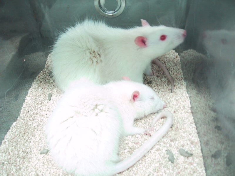 souris blanche test laboratoire