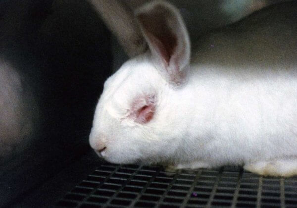 Malgré l&rsquo;interdiction, des produits cosmétiques sont TOUJOURS testés sur les animaux au sein de l&rsquo;Union européenne