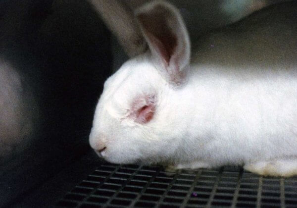 Malgré l’interdiction, des produits cosmétiques sont TOUJOURS testés sur les animaux au sein de l’Union européenne