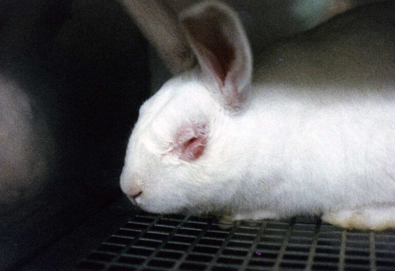 Malgré l’interdiction, des produits cosmétiques sont TOUJOURS testés sur les animaux au sein de l’Union européenne