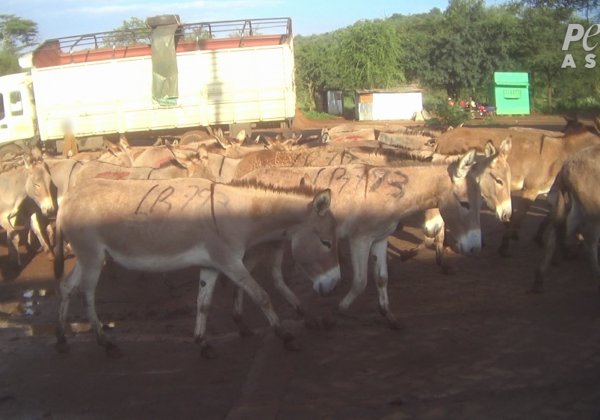 Faites pression sur le Kenya pour la fermeture des abattoirs d’ânes utilisés pour la « médecine » chinoise