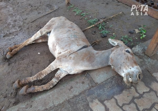 Au Kenya, des ânes massacrés pour la « médecine » traditionnelle chinoise