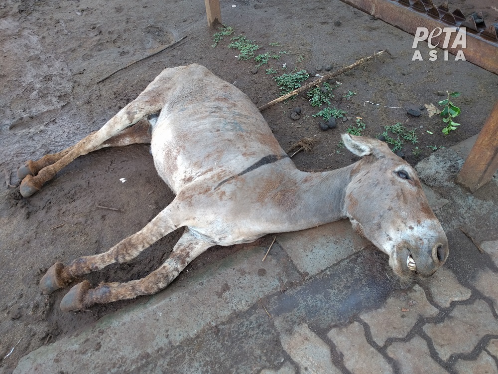 Au Kenya, des ânes massacrés pour la « médecine » traditionnelle chinoise