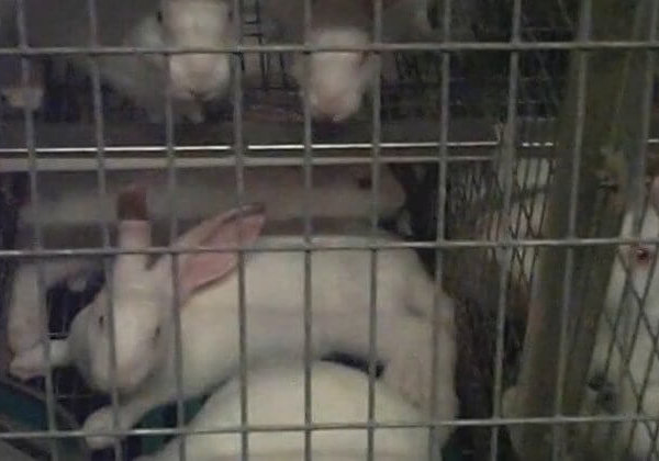 Une nouvelle vidéo lève le voile sur la cruauté infligée aux lapins en Italie