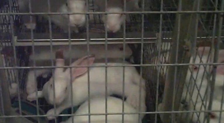 Une nouvelle vidéo lève le voile sur la cruauté infligée aux lapins en Italie