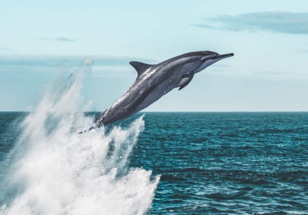 La captivité des baleines et des dauphins interdite au Canada !