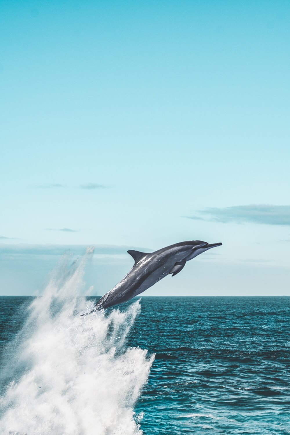 La captivité des baleines et des dauphins interdite au Canada !
