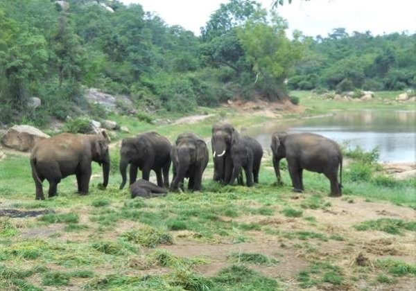 Célébrez les cinq ans de liberté d&rsquo;un éléphant heureux !