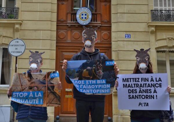 Des « ânes » protestent contre l&rsquo;exploitation animale sur l&rsquo;île de Santorin