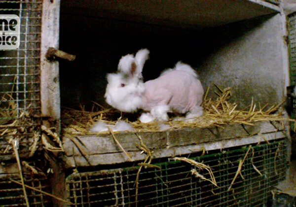 One Voice attaque le ministère de l’Agriculture et de l’Alimentation devant le Conseil d’État alors que les poils des lapins sont toujours arrachés pour l’angora