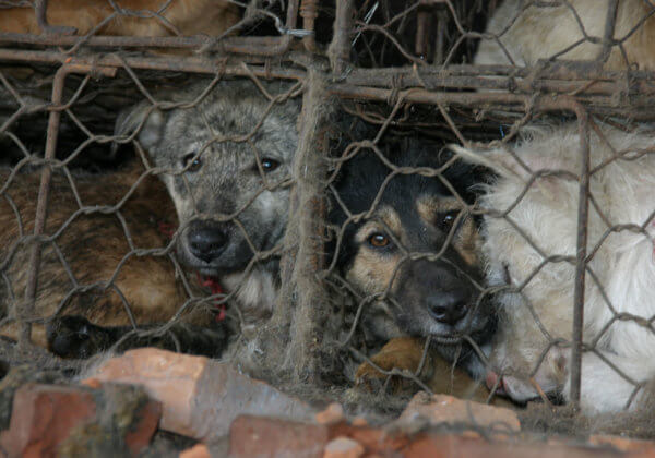 Le festival de la viande de chien de Yulin s&rsquo;est ouvert cette semaine – pour la dernière fois, espérons-le