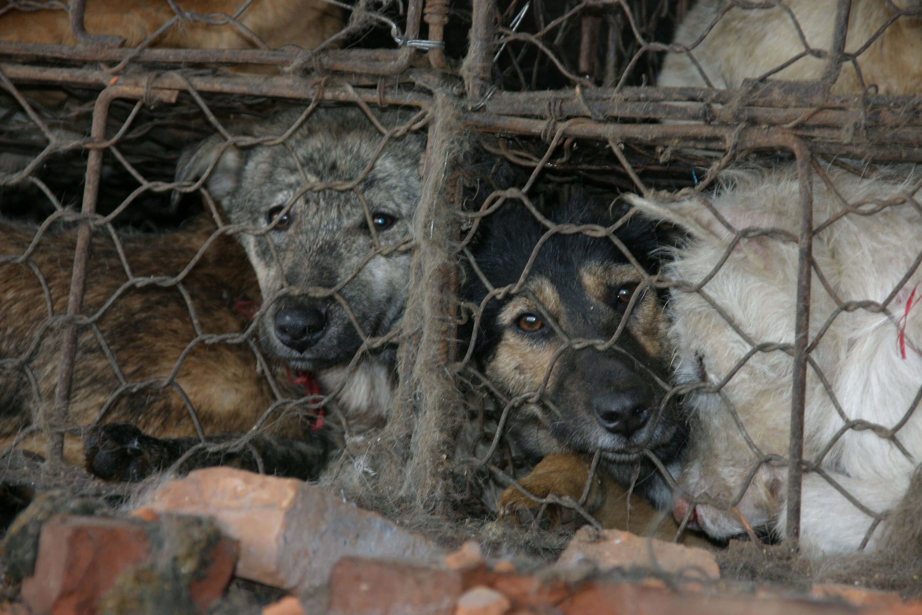 Le festival de la viande de chien de Yulin s’est ouvert cette semaine – pour la dernière fois, espérons-le