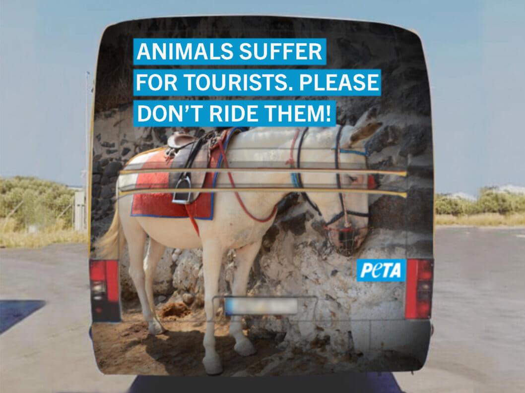 Les autorités grecques censurent une campagne d’affichage contre la cruauté des promenades à dos d’ânes