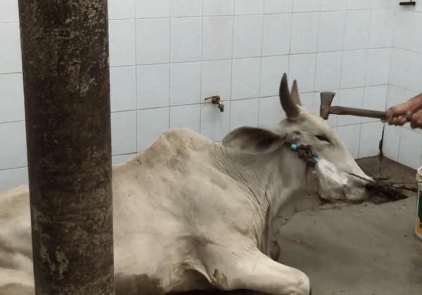 Des vaches matraquées avec des marteaux : voici l’industrie internationale du cuir