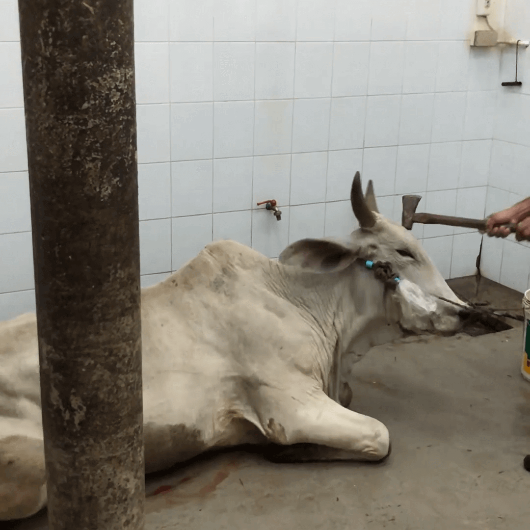 Des vaches matraquées avec des marteaux : voici l’industrie internationale du cuir