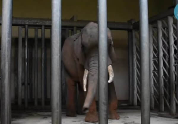 Les zoos en France : la captivité, c&rsquo;est l&rsquo;enfer pour les animaux