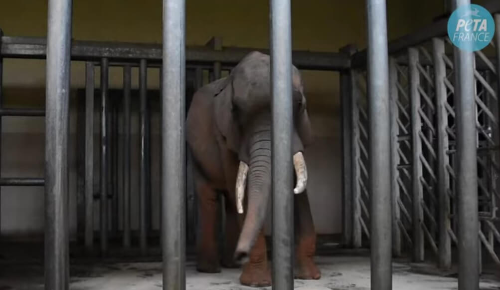 Les zoos en France : la captivité, c’est l’enfer pour les animaux