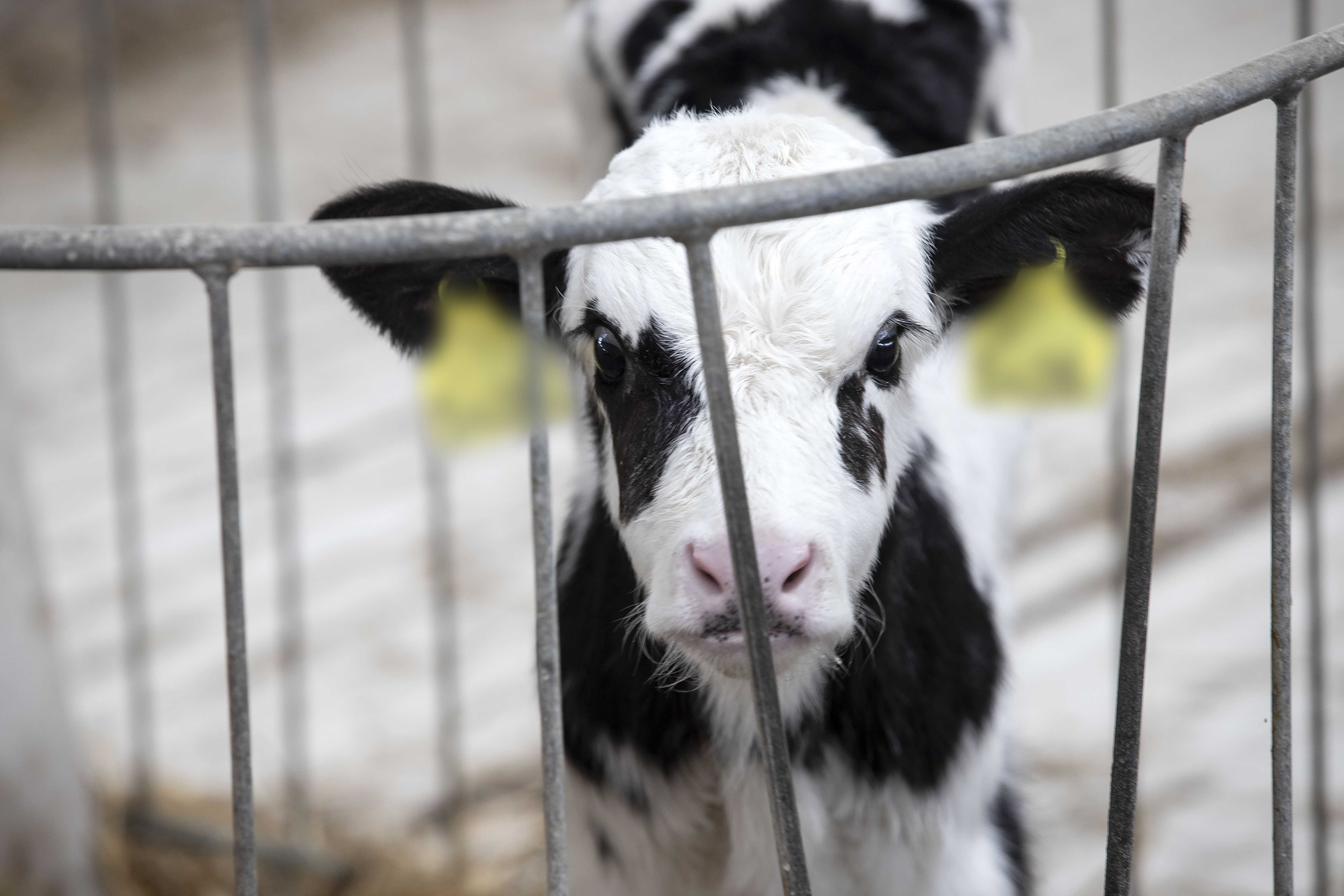 Enquête : des veaux vulnérables sont mis en cage et isolés dans les élevages de l’UE