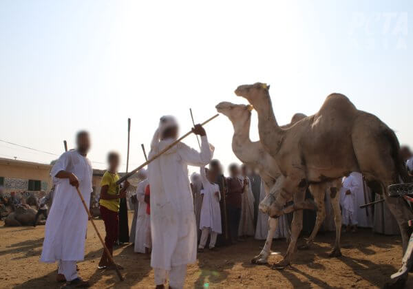 MISE À JOUR : Trois personnes accusées d&rsquo;avoir torturé des dromadaires en Égypte suite aux révélations de PETA